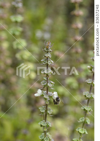 Common basil 83637248