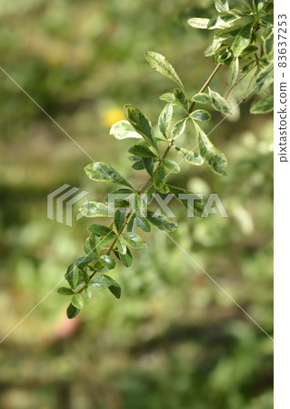 Variegated firethorn Harlequin 83637253