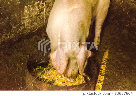 Pig nose in the pen. Focus is on nose. Shallow depth of field. 83637664