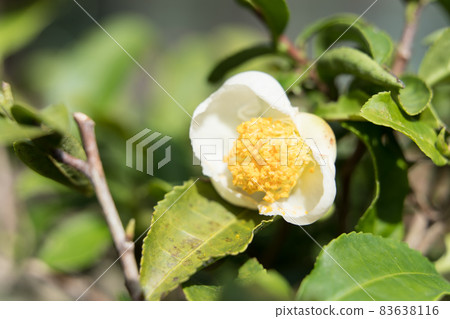 茶花 83638116