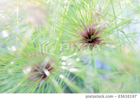 紙莎草特寫 紙莎草特寫 83638197