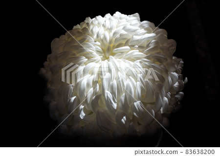 白菊花上的光影 83638200