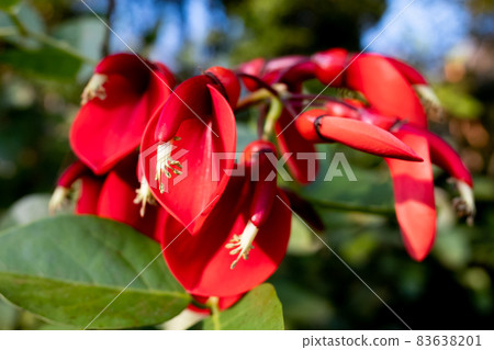 開花在秋天的美國deigo紅色花 開花在秋天的美國deigo紅色花 83638201