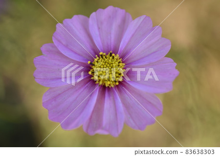 Pink cosmos circle Pink cosmos circle 83638303