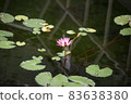 水蓮花 83638380