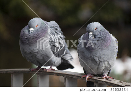 鴿子 83638384