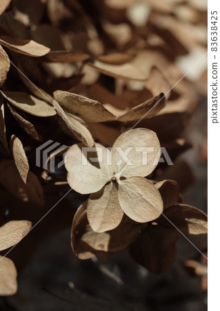 Beautiful dry flowers. Dried hydrangea petals close up. Stylish poster, soft focus 83638425