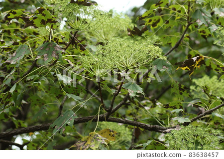 秋天開出奶油色花朵的哈里吉里花 秋天開出奶油色花朵的哈里吉里花 83638457