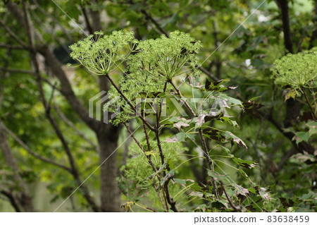 Hari-giri flowers that bloom cream-colored flowers in autumn 83638459
