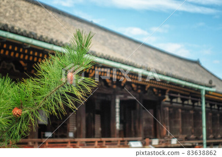 秋天的京都、蓮金院三十三間堂的正殿和松果 83638862
