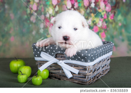 White fluffy small Samoyed puppy dog in a basket with apples 83638889