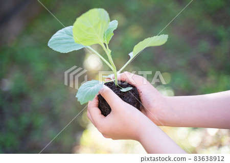 Children's hands with plant seedlings 83638912
