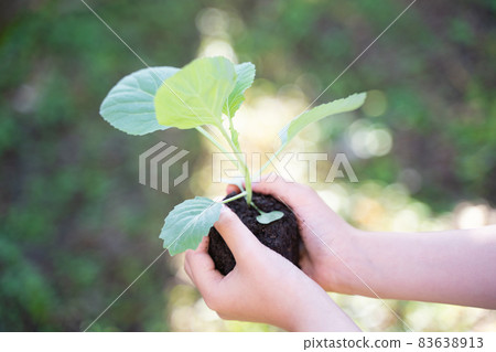 Children's hands with plant seedlings 83638913