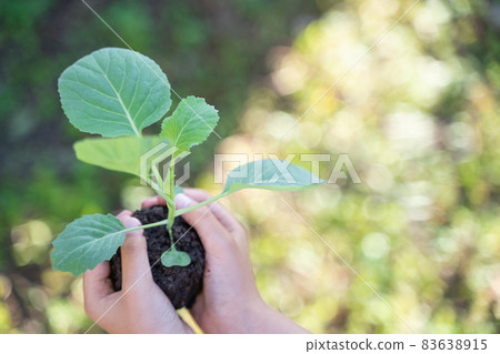 Children's hands with plant seedlings 83638915