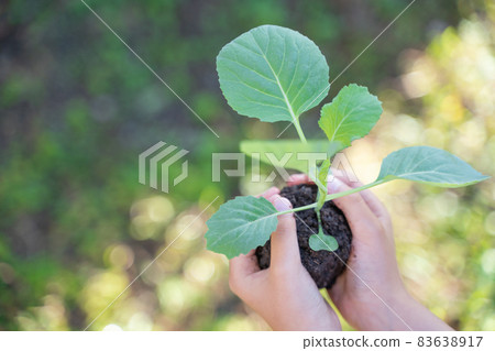 有植物幼苗的孩子的手 83638917