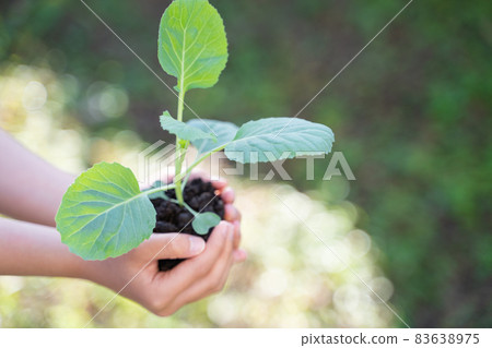 有植物幼苗的孩子的手 有植物幼苗的孩子的手 83638975