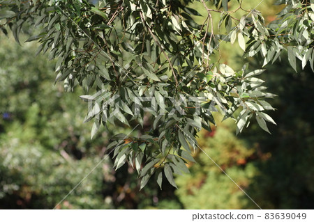 白橡樹葉，背白 83639049