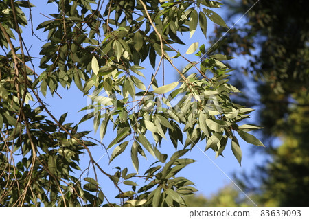 White oak leaves with whitish backs 83639093