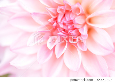 粉紅色大麗花和花瓣的特寫 粉紅色大麗花和花瓣的特寫 83639298