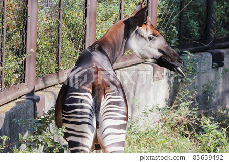 Okapi Okapi 83639492