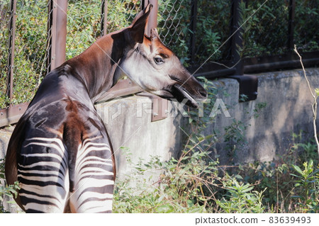 Okapi Okapi 83639493