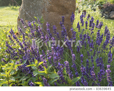 Blooming Lavandula angustifolia, Levander at flower bed with small heath butterflies. Purple lilac scented flowering bush with stone and grass in background, selective focus Blooming Lavandula angustifolia, Levander at flower bed with small heath butterflies. Purple lilac scented flowering bush with stone and grass in background, selective focus 83639645