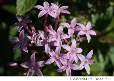 Pentas, a colorful flower that colors the flowerbed for a long time Pentas, a colorful flower that colors the flowerbed for a long time 83639699