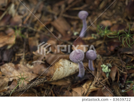 Close up Clitocybe nuda or Lepista nuda, commonly wood blewit. Three small violet lilac mushroom on a blurred atumn forest ground. Rare edible fungus. Selective focus, shallow DOF. Close up Clitocybe nuda or Lepista nuda, commonly wood blewit. Three small violet lilac mushroom on a blurred atumn forest ground. Rare edible fungus. Selective focus, shallow DOF. 83639722