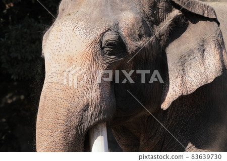 Indian elephant 83639730