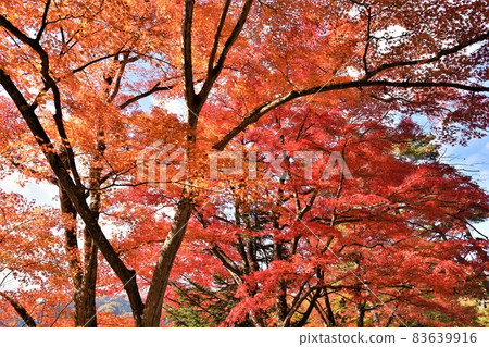 Okuaizu Yanaizu Town Autumn Fukuman Kokuzoson Enzoji Temple 83639916