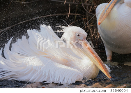 Pelican Pelican 83640004