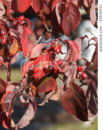 Dogwood fruits and leaves colored bright red 83640032