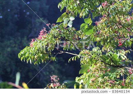 It's autumn, and you can see the black fruits from the red fruits, the striped eel catfish. It's autumn, and you can see the black fruits from the red fruits, the striped eel catfish. 83640134