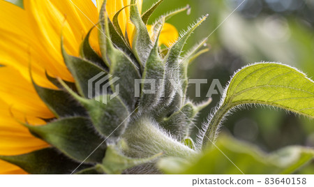 Yellow Sunflower. Yellow Sunflower. 83640158
