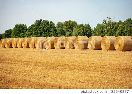 Row of Golden Hay Bales in a Sunny Summer Day - Padan Plain Italy Row of Golden Hay Bales in a Sunny Summer Day - Padan Plain Italy 83640277