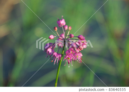 Rakkyo flower 83640335