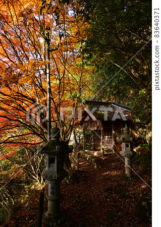 石黑寺的秋葉 83640371