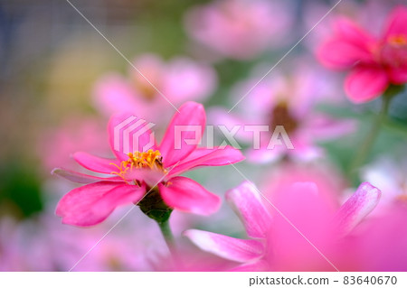 Pink zinnia blooming in the flowerbed Pink zinnia blooming in the flowerbed 83640670