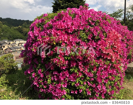 Large azalea flower Large azalea flower 83640810