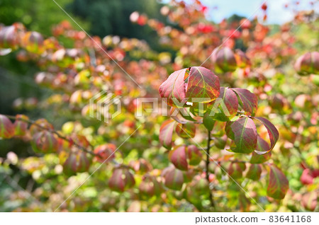 Trees: Families Families 83641168