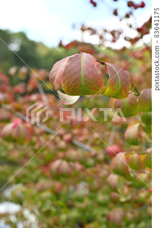 樹木：家庭 83641175