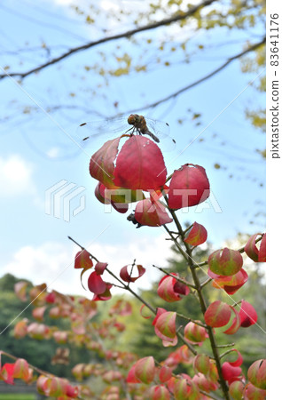 Trees: Families Families 83641176