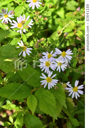 Plant: Aster microcephalus, Asteraceae 83641189