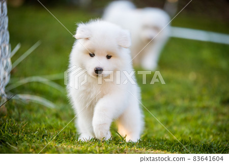 Funny Samoyed puppy on the green grass Funny Samoyed puppy on the green grass 83641604