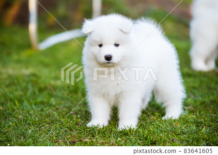 Funny Samoyed puppy on the green grass 83641605