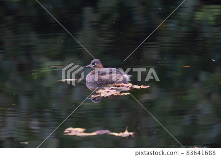Little Grebe swimming (Natsuha) 83641688