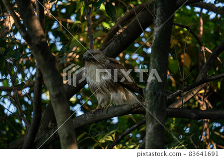 禿鷹從樹枝的陰影中瞄準 83641691