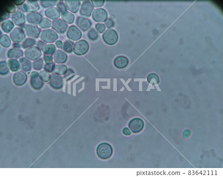 Yeast budding 83642111