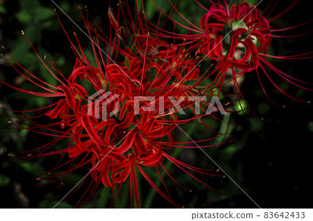 Red flower cluster amaryllis Red flower cluster amaryllis 83642433