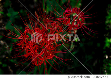 Red flower cluster amaryllis 83642435